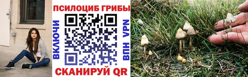 Галлюциногенные грибы Psilocybine cubensis  цена   Невельск 